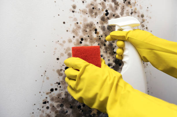 Best Mold Damage Repair  in Eldon, MO